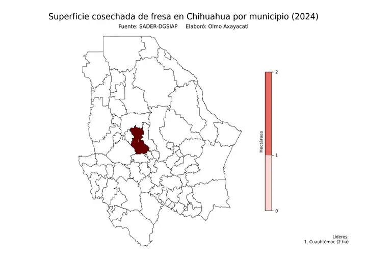 Superficie cosechada de fresa en Chihuahua por municipio