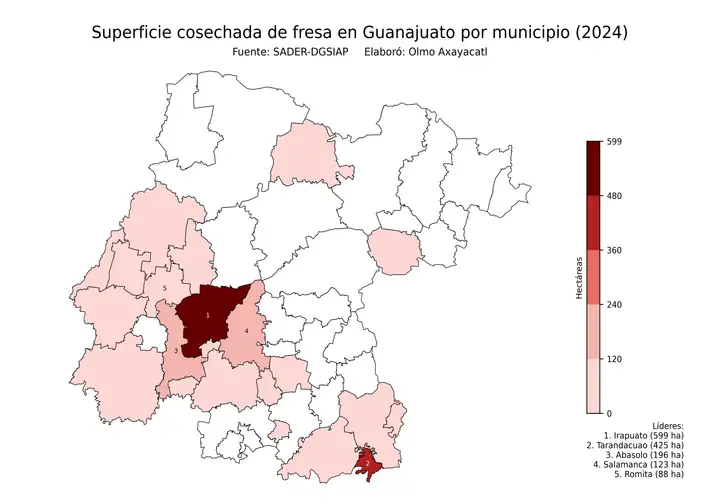 Superficie cosechada de fresa en Guanajuato por municipio