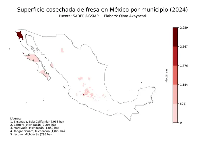 Superficie cosechada de fresa en México por municipio